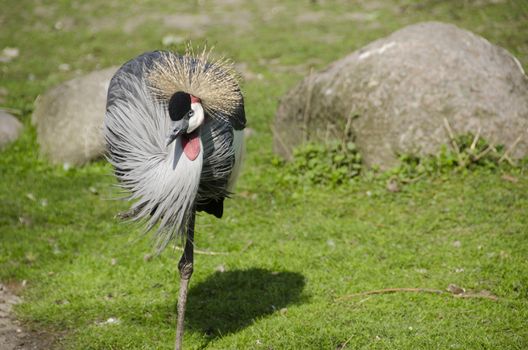 Black Crowned Crane, Balearica pavonina in day light