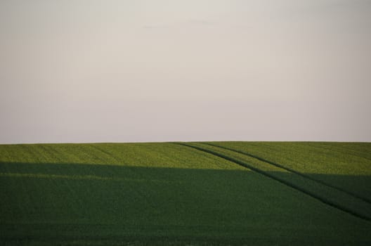 Background of a green rye field late in the evening