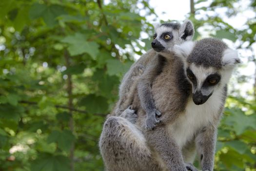 Ring tailed lemur, lemur catta mother with juvenile