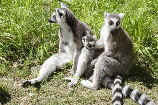 Ring tailed lemur, lemur catta mother with juvenile
