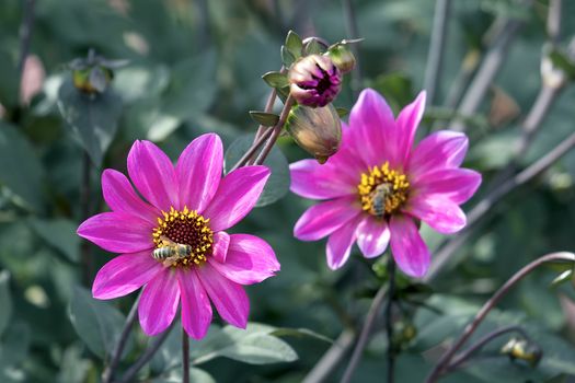 Pink Dahlia Flowers and Buds with Honeybees Closeup