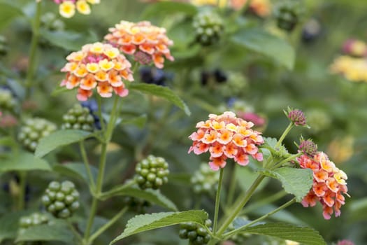 Lantana Flowers and Berries Plant Bushes in Garden