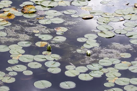 Water Lily Pads with White Flowers Blooming in Lake