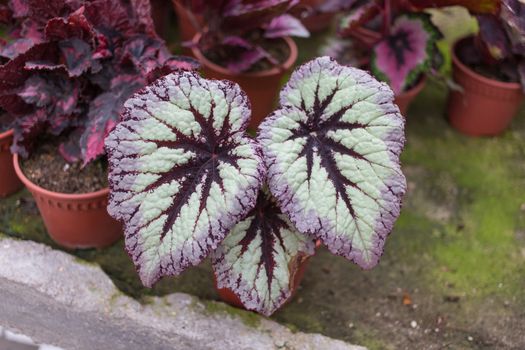 Flame Nettle, Painted plant in plant nursery