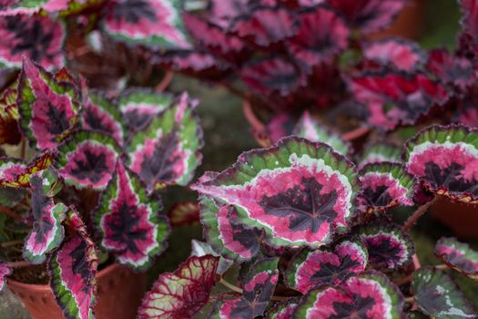 Flame Nettle, Painted plant in plant nursery