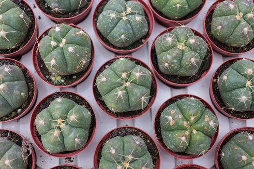 baby Cactus in nursery grow in pot