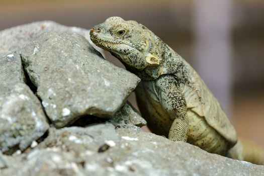 A lizard sitting on stones.