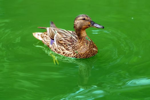 Duck in the green water