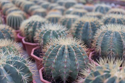 baby Cactus in nursery grow in pot