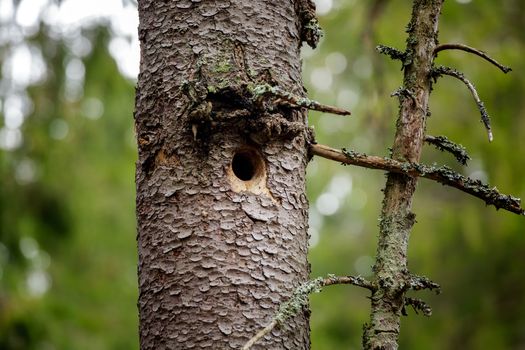 Hole in Tree trunk (Bird nest)