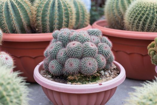 Cactus in nursery grow in pot