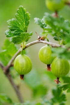 Gooseberry on a branch close up