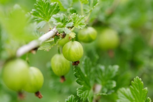 Gooseberry on a branch close up