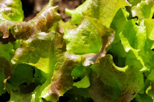 Green lettuce on a garden bed