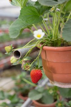 Strawberry fruit in plant in garden nursery