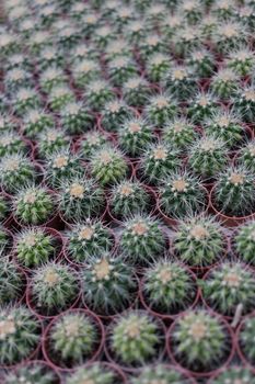 Cactus in nursery grow in pot