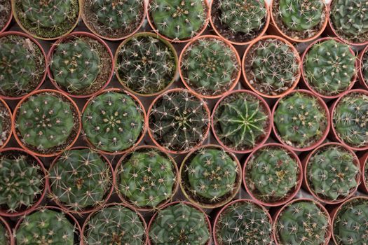 Cactus in nursery grow in pot