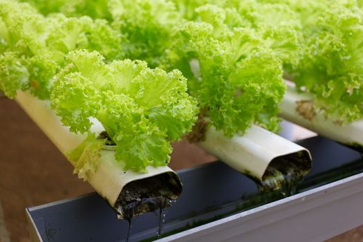 Hydroponics vegetable in Green House