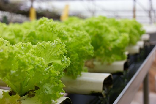 Hydroponics vegetable in Green House