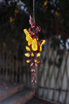 yellow hanging flower in garden