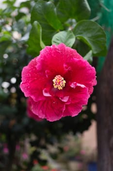 red hibicus flower blossom on plant