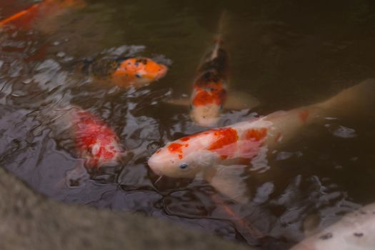 colorful koi fish swimming in pool