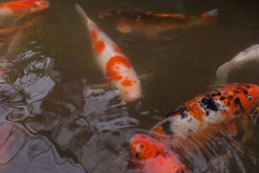 colorful koi fish swimming in pool