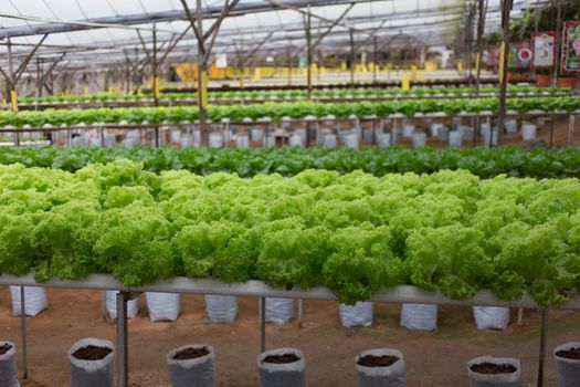 Hydroponics vegetable in Green House