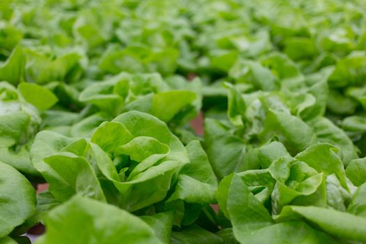 Hydroponics vegetable in Green House