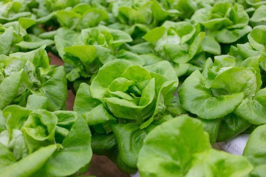 Hydroponics vegetable in Green House