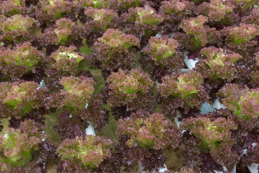 Hydroponics vegetable in Green House