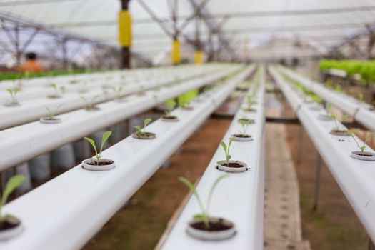 Hydroponics vegetable in Green House