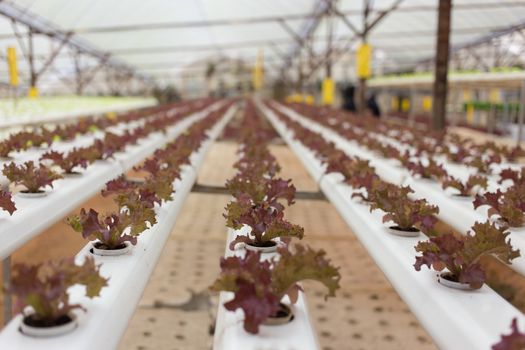 Hydroponics vegetable in Green House