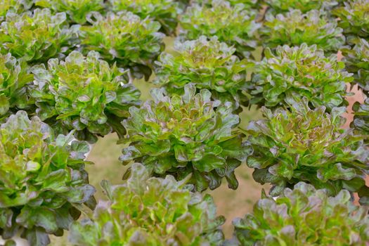 Hydroponics vegetable in Green House