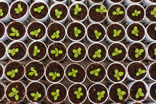 Hydroponics vegetable in Green House