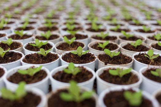 Hydroponics vegetable in Green House