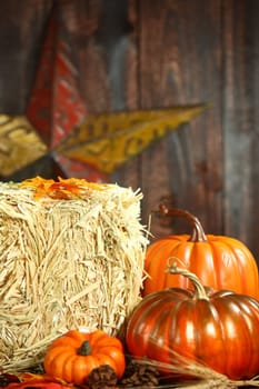 Rustic Fall Themed Scene With Pumpkins on Wood Grunge Background