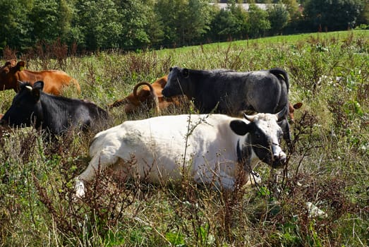 Organic agriculture cows grazing on a green field meadow in nature 