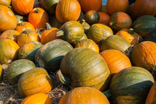 Selection of colorful orange pumpkins for Halloween Scary Jack background
