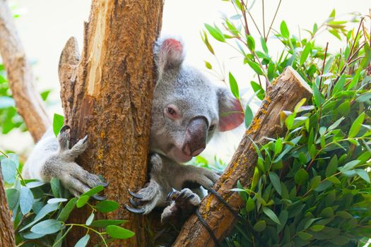 koala a bear sits on a branch of a tree