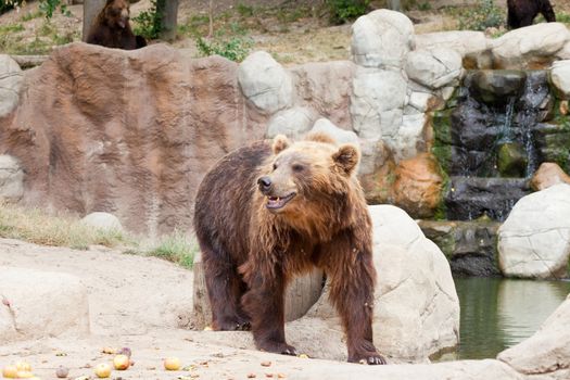 Big Kamchatka brown bear among stones in the wood