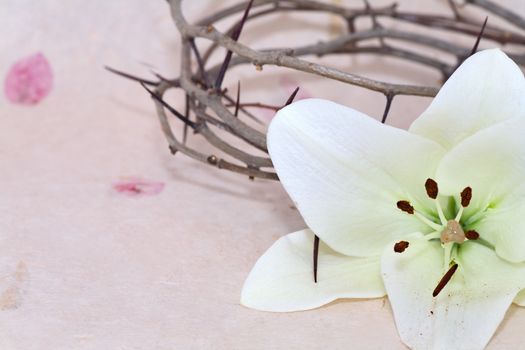 Crown of Thorns and Easter white Lily on  Beige background