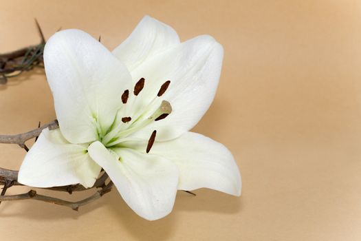 Crown of Thorns and Easter white Lily on  Beige background