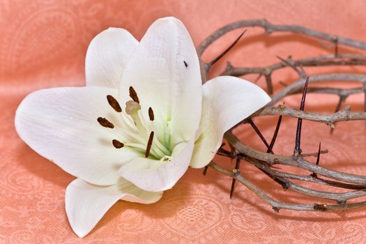 Crown of Thorns and Easter white Lily on  Beige background