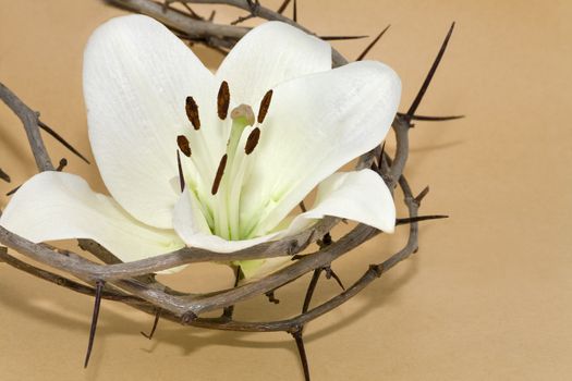 Crown of Thorns and Easter white Lily on  Beige background