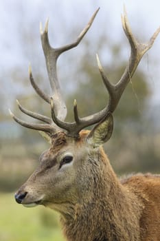 portrait of wild deer in forest 