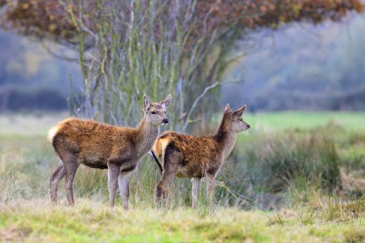 Whitetail fawns in a thick forest 