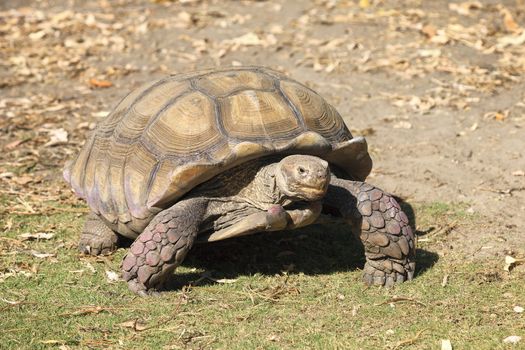 giant tortoise walking on the earth
