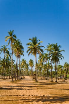 View of tropical beach with coconut palm trees growing on the sand 