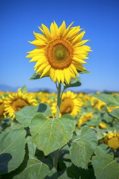 Sunflower field on a background of blue sky
